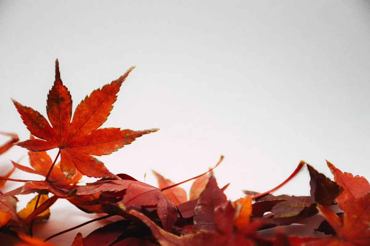 Seasonal Bunting Guide: Spring, Summer, Fall, and Winter Color Palettes